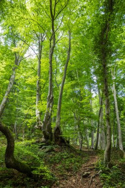 Yaz manzara arka plan güneşli yaprakları ve dalları patika orman güneşli yeşil ağaçlar