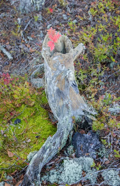 Red Sapling Stump Bosque Karelia Rusia Stub Rowan Tree — Foto de Stock