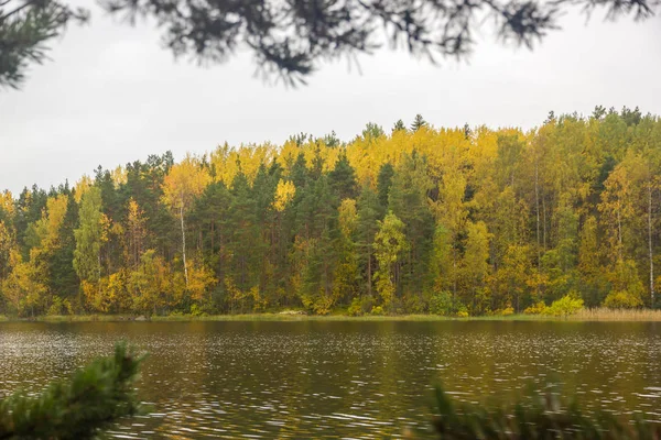 Sárga Zöld Őszi Erdő Hátteret Ladoga Karelia Oroszország Fenyő Ágak — Stock Fotó