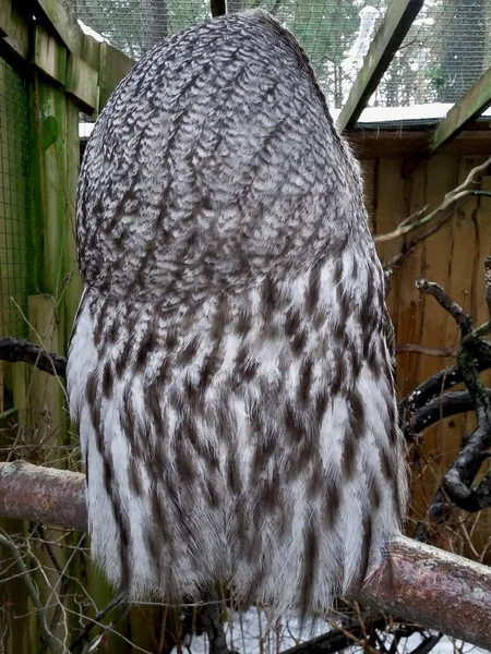 Great Grey Owl Back Selfie Nape Portrait — Stock Photo, Image