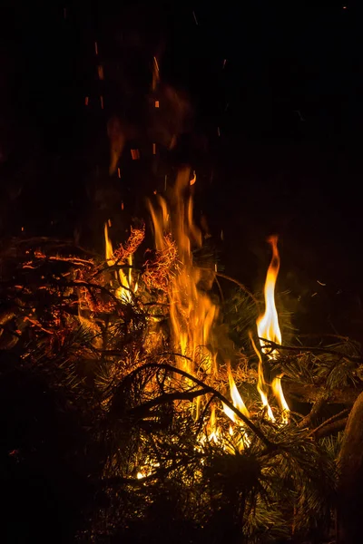 Burning Pine Branches Night Campfire Flying Sparks Red Needles