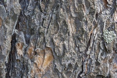 Çam ağacı Bark doku ahşap arka plan