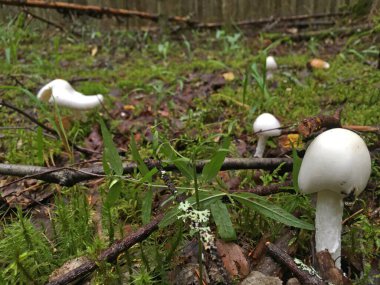 Orman mantarı Amanita Virosa 'yı yok etmek