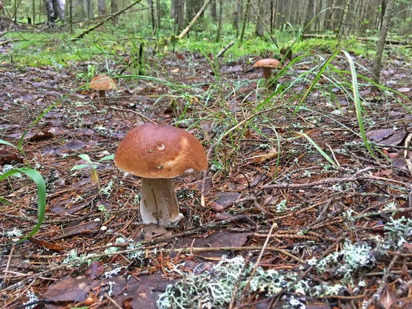 Árbol Boletus Marrón Hongo Del Bosque Boletus Edulis — Foto de Stock