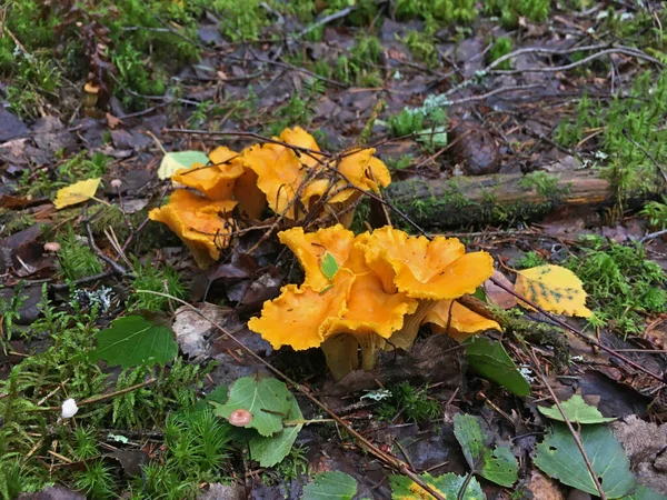 Chanterelle Dorada Bosque Especies Hongo Cantharellus Cibarius — Foto de Stock