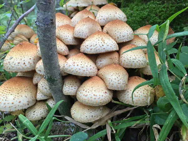 Grupo Hongos Con Escamas Amarillentas Bosque Especies Hongos Armillaria Mellea — Foto de Stock