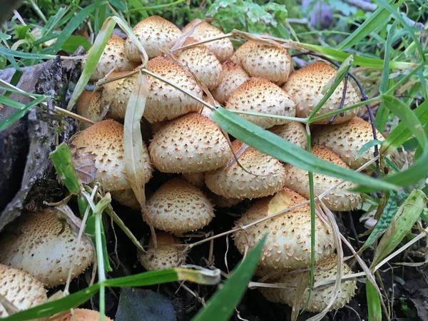 Mała Grupa Grzybów Żółtawymi Płatkami Lesie Gatunek Grzybów Armillaria Mellea — Zdjęcie stockowe