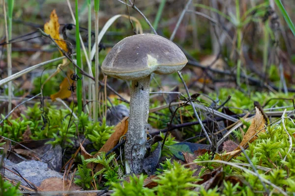 Gris Cap Boletus Bosque Rodeado Mosquitos Hongos Otoño Leccinum Pseudoscabrum — Foto de Stock