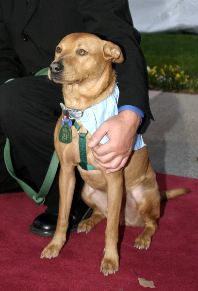 Octobre 2004 Los Angeles Californie Quentin Defense Animals Accueille Prix — Photo