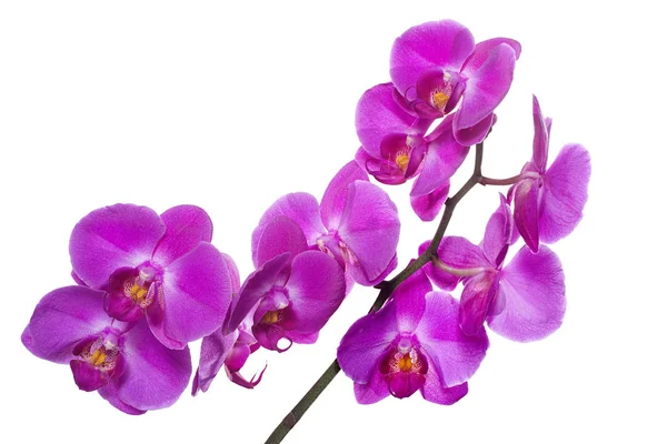 Orquídea phalaenopsis rosa — Foto de Stock