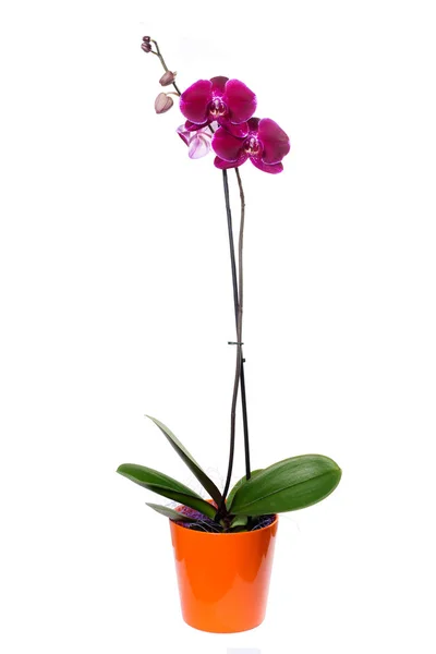 Phalaenopsis do Orchid no potenciômetro alaranjado isolado — Fotografia de Stock