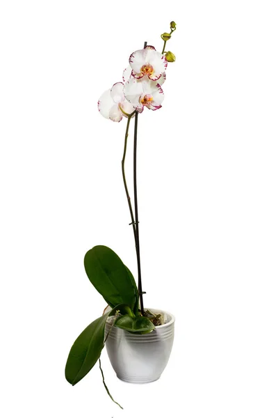 Phalaenopsis orchidea, fehér pot — Stock Fotó