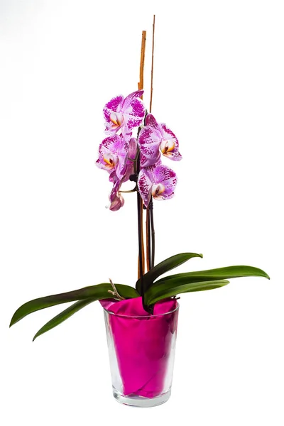 Rózsaszín Phalaenopsis orchidea a pot — Stock Fotó