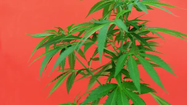 Planta Marihuana Movida Por Viento Sobre Fondo Naranja — Vídeos de Stock