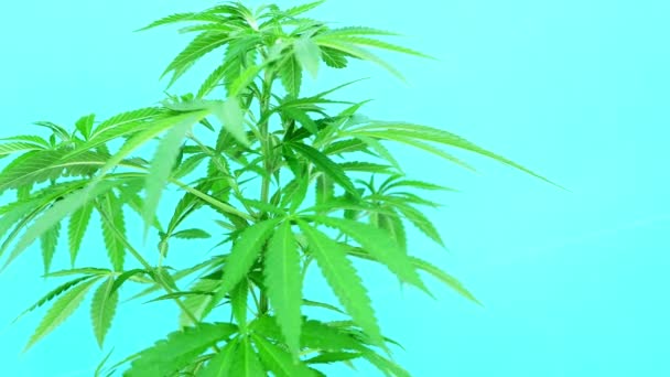 Planta Marihuana Sobre Fondo Azul Turquesa Movido Por Viento — Vídeos de Stock