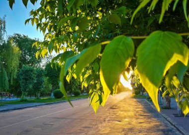 İhale sıcak gün batımı ışık yeşil yaprakları iter