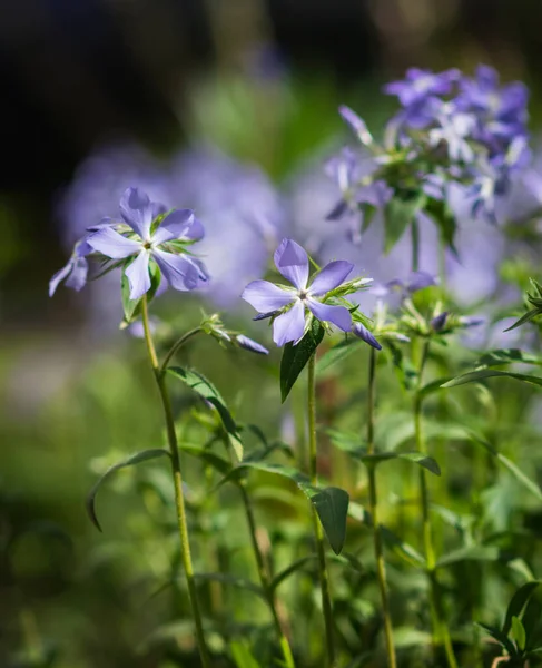 Świeży Niebieski Phlox Divaricata Kwitnie Tle Rozmytego Wiosennego Ogrodu Kwiatowego — Zdjęcie stockowe
