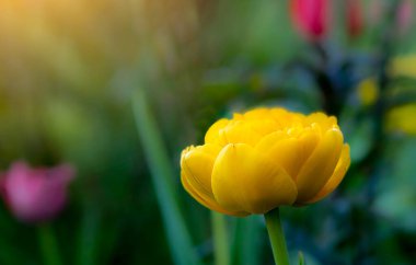 Bahçedeki bahar çiçeklerinin arasında yetişen güzel sarı lale güneşe uzanır.