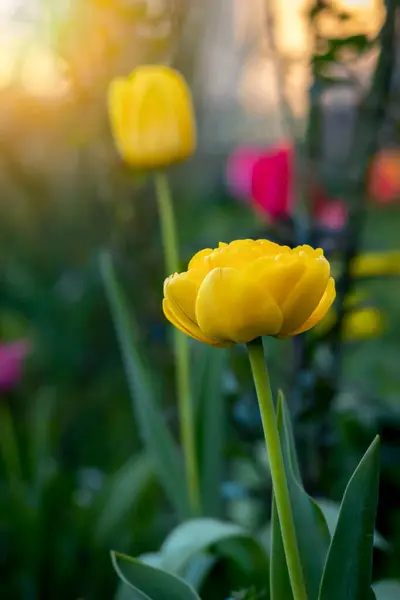 Belle Tulipe Jaune Pousse Parmi Les Fleurs Printemps Dans Jardin — Photo