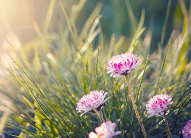 Bahar bahçesindeki yeşil çimlere saklanmış güzel papatya çiçekleri güneşe uzanır.