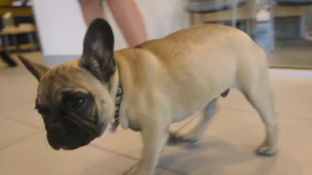 Adorabile Piccolo Bulldog Francese Casa — Video Stock