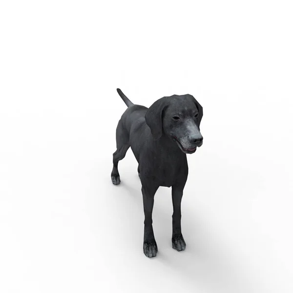使用搅拌机工具创建的狗的3D渲染 — 图库照片