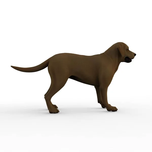 Bir Blender Aracı Kullanılarak Oluşturulan Köpek Render — Stok fotoğraf