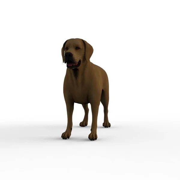 Rendering Dog Created Using Blender Tool — Stock Photo, Image