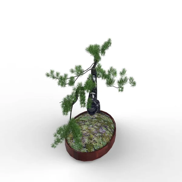 Rendering Bonsai Creato Utilizzando Uno Strumento Frullatore Realista Bonsai Illustrazione — Foto Stock