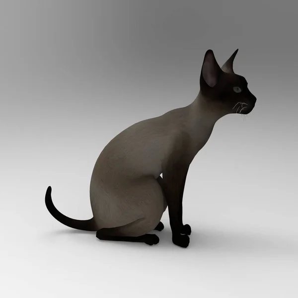 Візуалізація Кота Створена Допомогою Інструменту Блендера — стокове фото