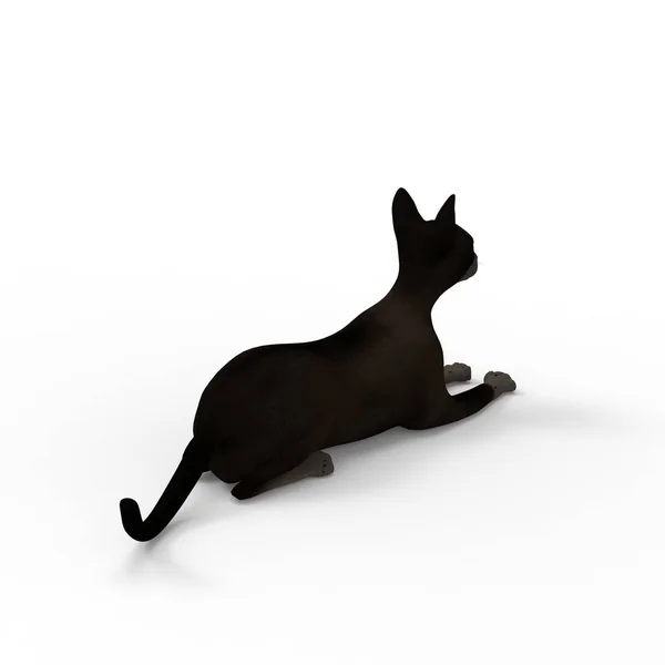 Illustration Katt Rendering Cat Skapad Med Hjälp Ett Mixer Verktyg — Stockfoto