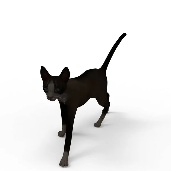 猫的插图 使用搅拌机工具创建的猫的3D渲染 — 图库照片