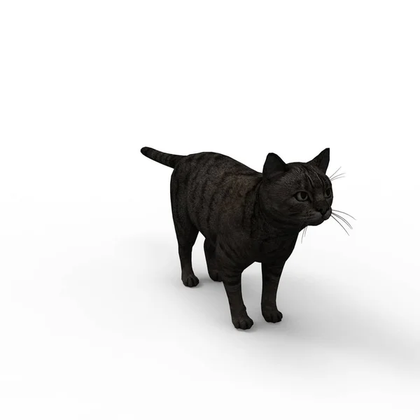 Kedi Illüstrasyon Bir Blender Aracı Kullanılarak Oluşturulan Kedi Render — Stok fotoğraf