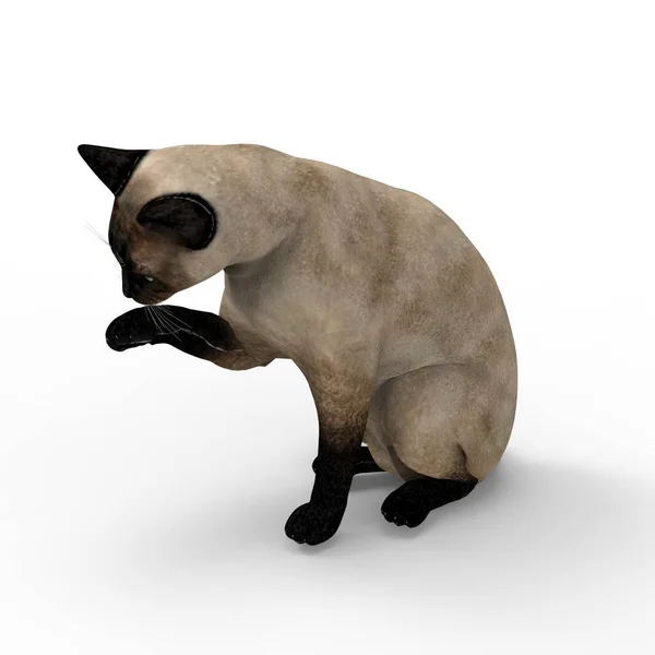 고양이의 블렌더 도구를 사용하여 고양이의 렌더링 — 스톡 사진