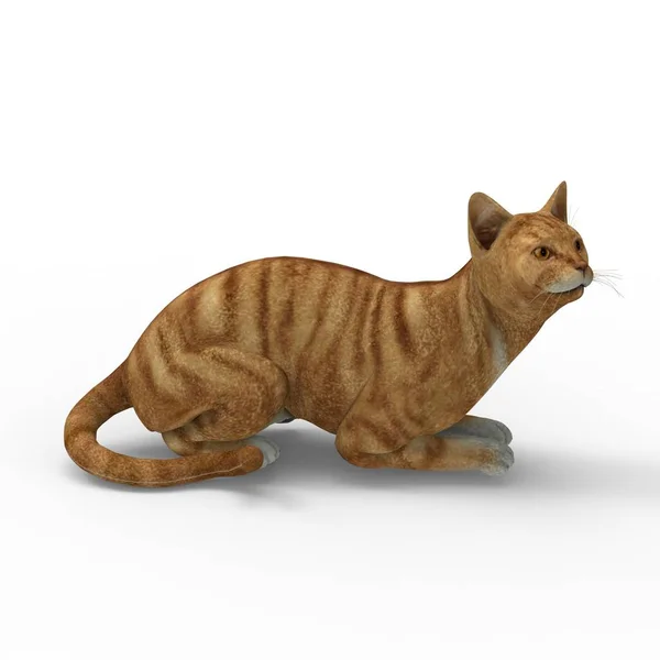 Ilustraci Kočky Prostorové Vykreslování Kočky Vytvořené Pomocí Nástroje Mixéru — Stock fotografie