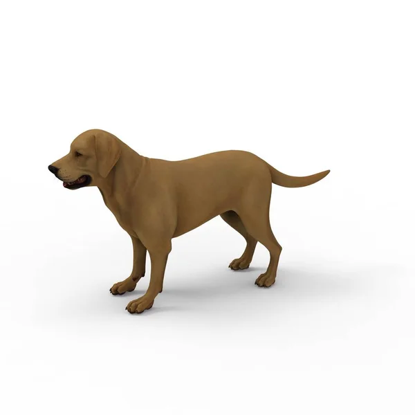 3D-rendering av hund skapad med hjälp av en mixer verktyg — Stockfoto