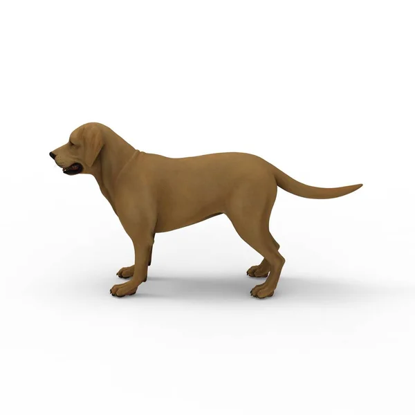 3d rendering of dog created by using a blender tool — Stock Photo, Image
