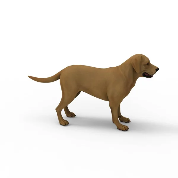 3D-Rendering von Hund erstellt mit einem Mixer-Tool — Stockfoto