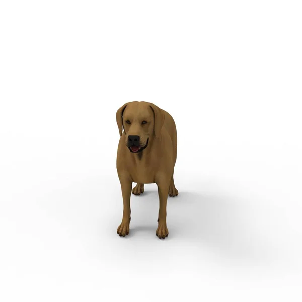 3D-rendering av hund skapad med hjälp av en mixer verktyg — Stockfoto