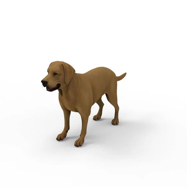 Rendering 3d di cane creato utilizzando uno strumento frullatore — Foto Stock