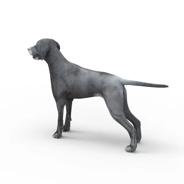 Rendering 3d di cane creato utilizzando uno strumento frullatore — Foto Stock