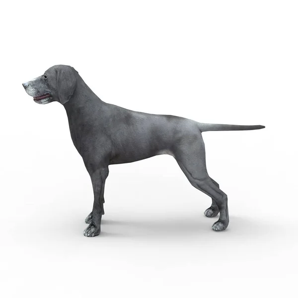 3D-rendering av hund skapad med hjälp av en mixer verktyg — Stockfoto