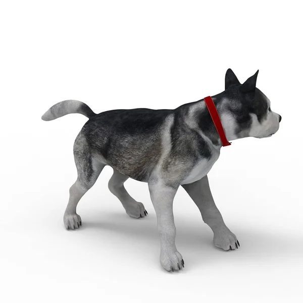 Rendering 3d di cane creato utilizzando uno strumento frullatore — Foto Stock