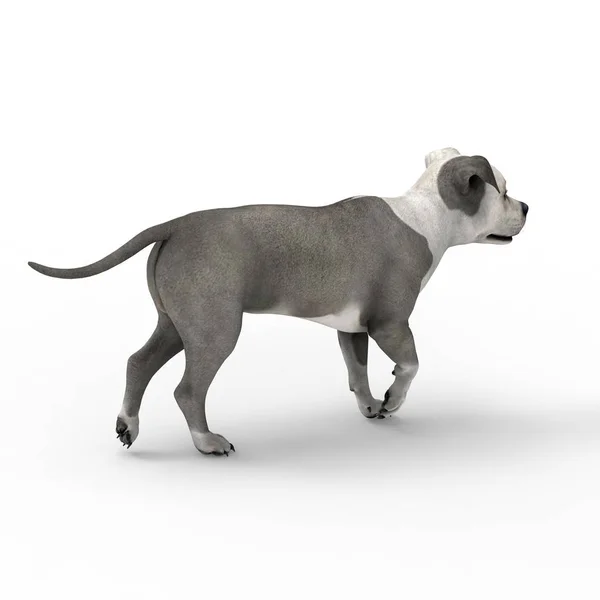 Rendering 3d di cane creato utilizzando uno strumento frullatore — Foto Stock