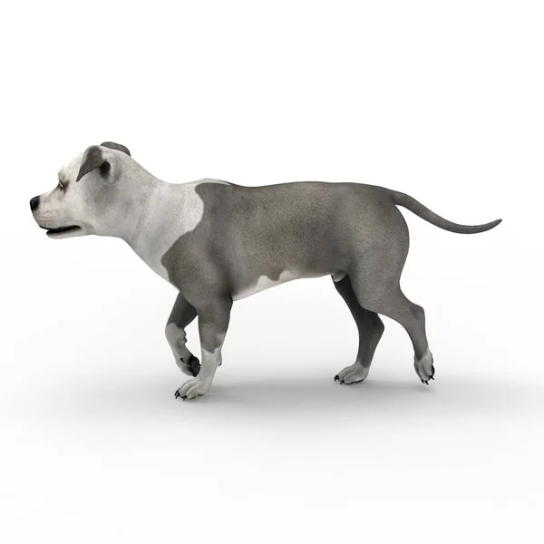 Rendering 3d di cane creato utilizzando uno strumento frullatore — Foto Stock