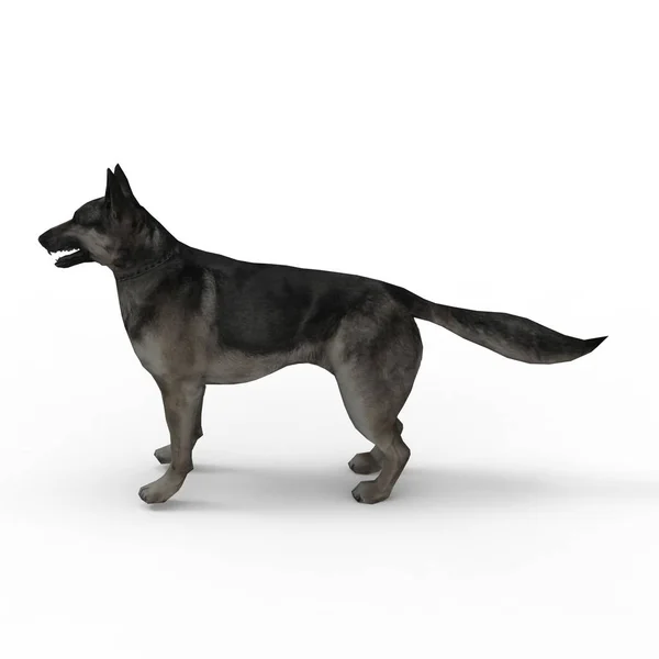 3D-rendering av hund skapad med hjälp av en mixer verktyg — Stockfoto