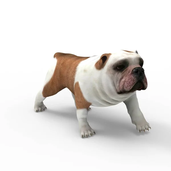 3D-rendering van hond gemaakt met een blender tool — Stockfoto