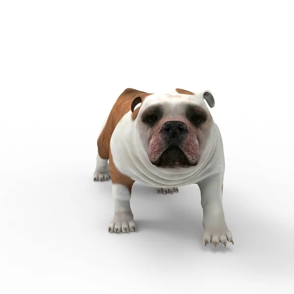 3D-rendering van hond gemaakt met een blender tool — Stockfoto