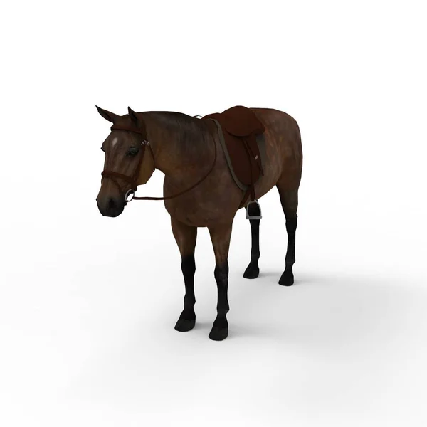 3d representación de caballo creado mediante una herramienta de licuadora — Foto de Stock