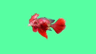 Melez balık. Sik kafalı bir balık.